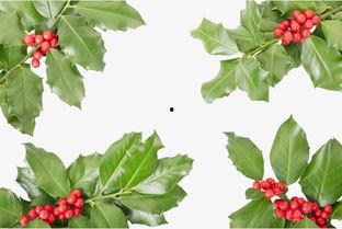 青葉 资料 第2张 青葉 资料 第2张